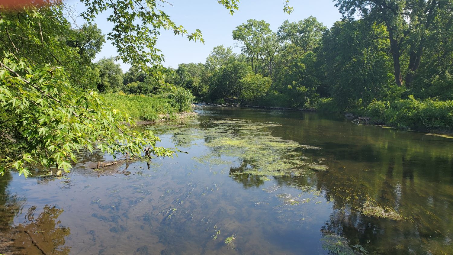 Warrenville Grove Forest Preserve 